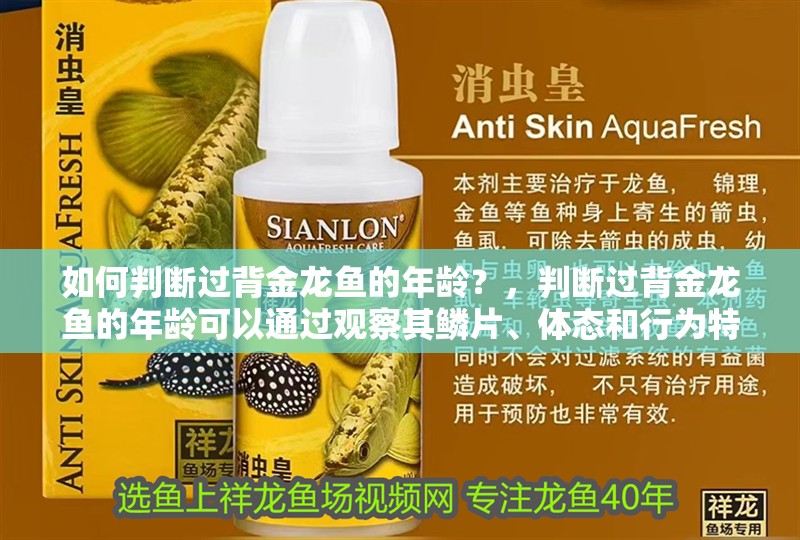 如何判斷過背金龍魚的年齡？，判斷過背金龍魚的年齡可以通過觀察其鱗片、體態和行為特征來進行 如何判斷過背金龍魚的年齡？，判斷過背金龍魚的年齡可以通過觀察其鱗片、體態和行為特征來進行 龍魚百科