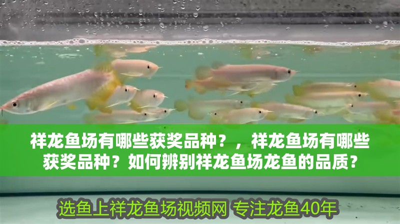 什么魚能和龍魚、虎魚混養(龍魚能和虎魚混養嗎) 祥龍魚場有哪些獲獎品種?,祥龍魚場有哪些獲獎品種?如何辨別祥龍魚場龍魚的品質? 龍魚百科 祥龍魚場有哪些獲獎品種?,祥龍魚場有哪些獲獎品種?如何辨別祥龍魚場龍魚的品質? 祥龍魚場有哪些獲獎品種?,祥龍魚場有哪些獲獎品種?如何辨別祥龍魚場龍魚的品質? 龍魚百科