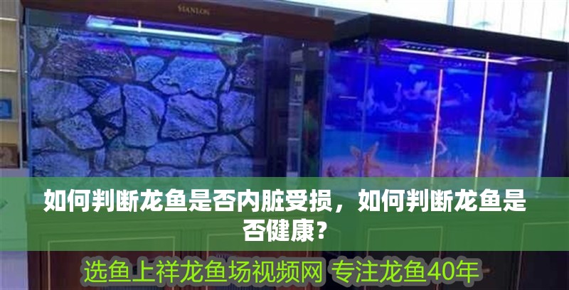 如何判斷龍魚是否內臟受損，如何判斷龍魚是否健康？ 如何判斷龍魚是否內臟受損，如何判斷龍魚是否健康？ 龍魚百科