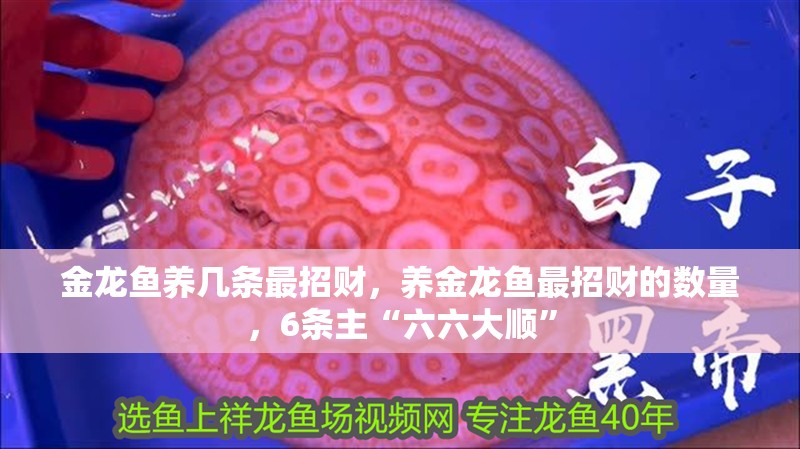 金龍魚養(yǎng)幾條最招財，養(yǎng)金龍魚最招財的數量，6條主“六六大順” 金龍魚養(yǎng)幾條最招財，養(yǎng)金龍魚最招財的數量，6條主“六六大順” 龍魚百科