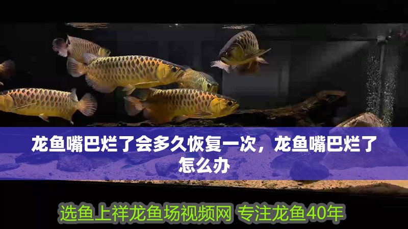 龍魚嘴巴爛了會多久恢復一次，龍魚嘴巴爛了怎么辦 龍魚嘴巴爛了會多久恢復一次，龍魚嘴巴爛了怎么辦 龍魚百科