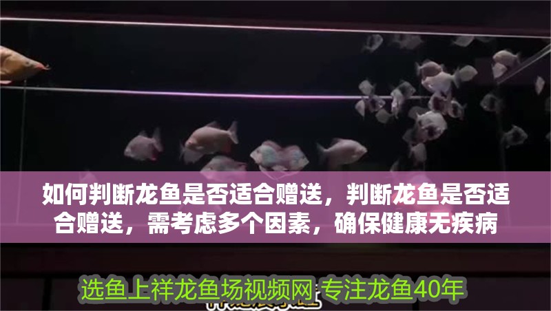 如何判斷龍魚是否適合贈送，判斷龍魚是否適合贈送，需考慮多個因素，確保健康無疾病 如何判斷龍魚是否適合贈送，判斷龍魚是否適合贈送，需考慮多個因素，確保健康無疾病 龍魚百科