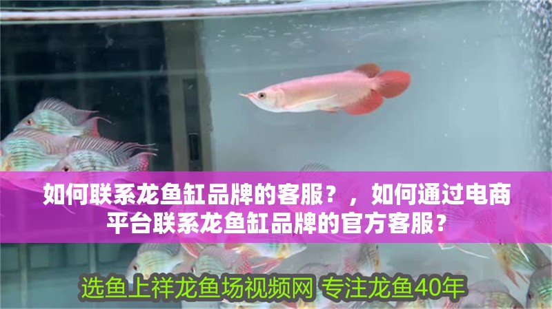 如何聯系龍魚缸品牌的客服？，如何通過電商平臺聯系龍魚缸品牌的官方客服？ 如何聯系龍魚缸品牌的客服？，如何通過電商平臺聯系龍魚缸品牌的官方客服？ 龍魚百科