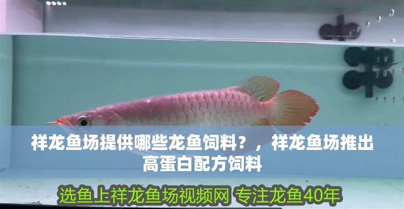 祥龍魚場提供哪些龍魚飼料？，祥龍魚場推出高蛋白配方飼料 祥龍魚場提供哪些龍魚飼料？，祥龍魚場推出高蛋白配方飼料 龍魚百科