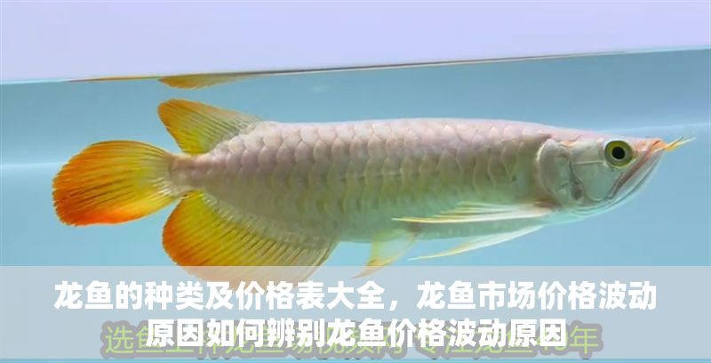龍魚的種類及價(jià)格表大全，龍魚市場(chǎng)價(jià)格波動(dòng)原因如何辨別龍魚價(jià)格波動(dòng)原因