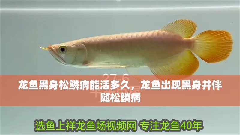龍魚黑身松鱗病能活多久，龍魚出現黑身并伴隨松鱗病 龍魚黑身松鱗病能活多久，龍魚出現黑身并伴隨松鱗病 龍魚百科