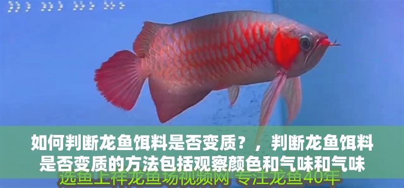 如何判斷龍魚餌料是否變質(zhì)？，判斷龍魚餌料是否變質(zhì)的方法包括觀察顏色和氣味和氣味 如何判斷龍魚餌料是否變質(zhì)？，判斷龍魚餌料是否變質(zhì)的方法包括觀察顏色和氣味和氣味 龍魚百科