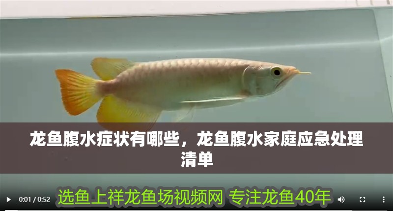 龍魚腹水癥狀有哪些，龍魚腹水家庭應急處理清單 龍魚腹水癥狀有哪些，龍魚腹水家庭應急處理清單 龍魚百科