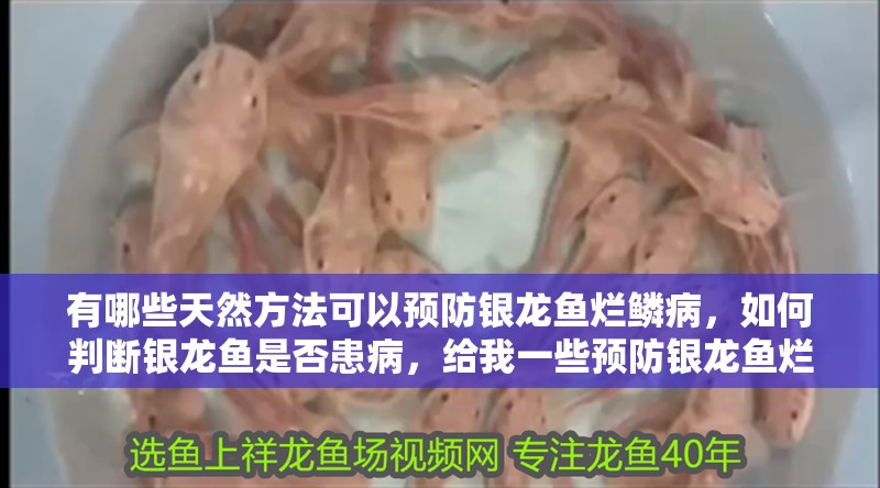 有哪些天然方法可以預(yù)防銀龍魚(yú)爛鱗病，如何判斷銀龍魚(yú)是否患病，給我一些預(yù)防銀龍魚(yú)爛鱗病的天然方法