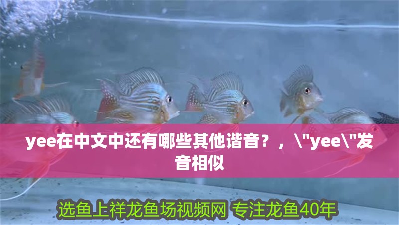 yee在中文中還有哪些其他諧音？， yee在中文中還有哪些其他諧音？，\