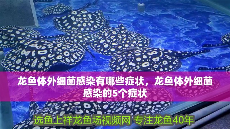 龍魚(yú)體外細(xì)菌感染有哪些癥狀，龍魚(yú)體外細(xì)菌感染的5個(gè)癥狀 龍魚(yú)體外細(xì)菌感染有哪些癥狀，龍魚(yú)體外細(xì)菌感染的5個(gè)癥狀 龍魚(yú)百科