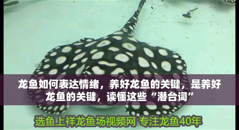 魚缸過濾器選購指南:自制魚缸過濾器魚缸上置過濾器對于養魚愛好者的必備知識 龍魚如何表達情緒,養好龍魚的關鍵,是養好龍魚的關鍵,讀懂這些“潛臺詞” 龍魚百科 龍魚如何表達情緒,養好龍魚的關鍵,是養好龍魚的關鍵,讀懂這些“潛臺詞” 龍魚如何表達情緒,養好龍魚的關鍵,是養好龍魚的關鍵,讀懂這些“潛臺詞” 龍魚百科