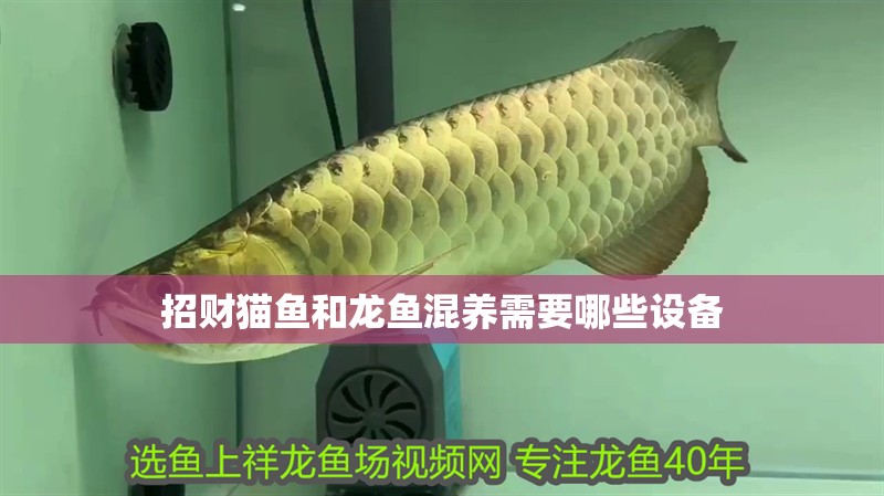 招財(cái)貓魚和龍魚混養(yǎng)需要哪些設(shè)備 招財(cái)貓魚和龍魚混養(yǎng)需要哪些設(shè)備 龍魚百科