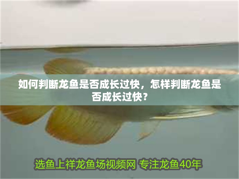 如何判斷龍魚(yú)是否成長(zhǎng)過(guò)快，怎樣判斷龍魚(yú)是否成長(zhǎng)過(guò)快？ 如何判斷龍魚(yú)是否成長(zhǎng)過(guò)快，怎樣判斷龍魚(yú)是否成長(zhǎng)過(guò)快？ 龍魚(yú)百科