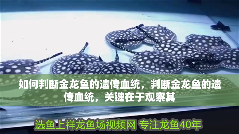 如何判斷金龍魚的遺傳血統(tǒng)，判斷金龍魚的遺傳血統(tǒng)，關(guān)鍵在于觀察其 如何判斷金龍魚的遺傳血統(tǒng)，判斷金龍魚的遺傳血統(tǒng)，關(guān)鍵在于觀察其 龍魚百科