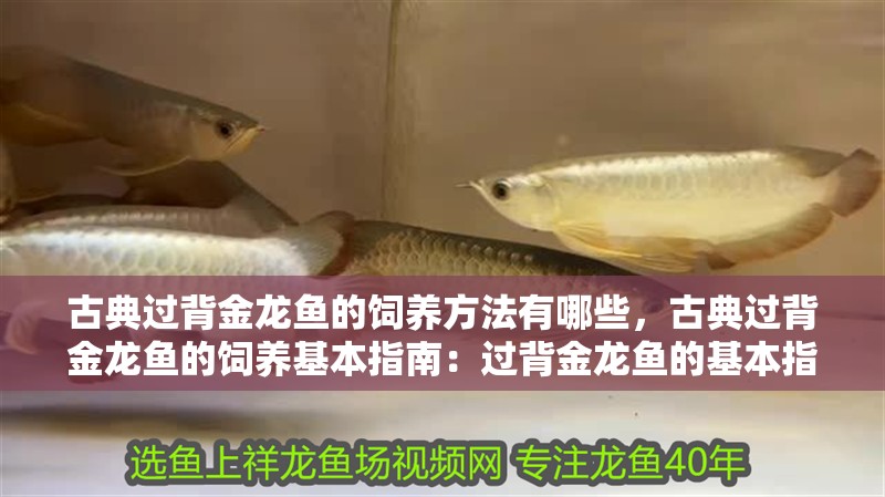 魚缸過濾器選購指南:自制魚缸過濾器魚缸上置過濾器對于養魚愛好者的必備知識 古典過背金龍魚的飼養方法有哪些,古典過背金龍魚的飼養基本指南:過背金龍魚的基本指南 龍魚百科 古典過背金龍魚的飼養方法有哪些,古典過背金龍魚的飼養基本指南:過背金龍魚的基本指南 古典過背金龍魚的飼養方法有哪些,古典過背金龍魚的飼養基本指南:過背金龍魚的基本指南 龍魚百科