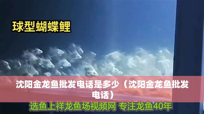 沈陽金龍魚批發電話是多少（沈陽金龍魚批發電話）