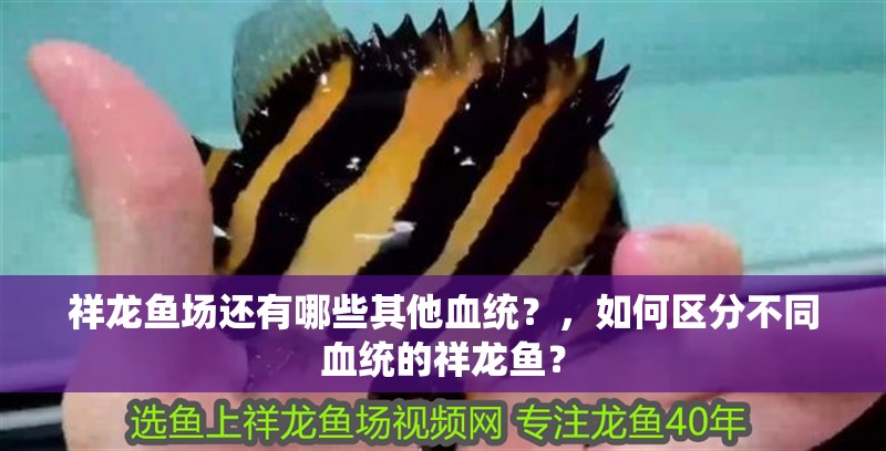 祥龍魚場還有哪些其他血統？，如何區分不同血統的祥龍魚？ 祥龍魚場還有哪些其他血統？，如何區分不同血統的祥龍魚？ 龍魚百科
