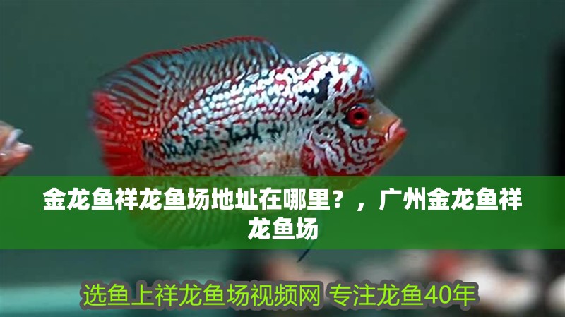鸚鵡魚和銀龍魚混養怎樣喂食 金龍魚祥龍魚場地址在哪里?,廣州金龍魚祥龍魚場 龍魚百科 金龍魚祥龍魚場地址在哪里?,廣州金龍魚祥龍魚場 金龍魚祥龍魚場地址在哪里?,廣州金龍魚祥龍魚場 龍魚百科