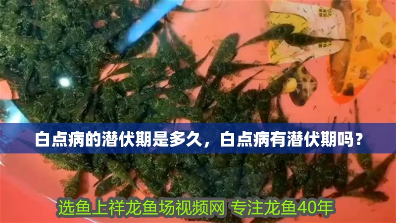 龍魚干蝦有營養嗎 白點病的潛伏期是多久,白點病有潛伏期嗎? 龍魚百科 白點病的潛伏期是多久,白點病有潛伏期嗎? 白點病的潛伏期是多久,白點病有潛伏期嗎? 龍魚百科