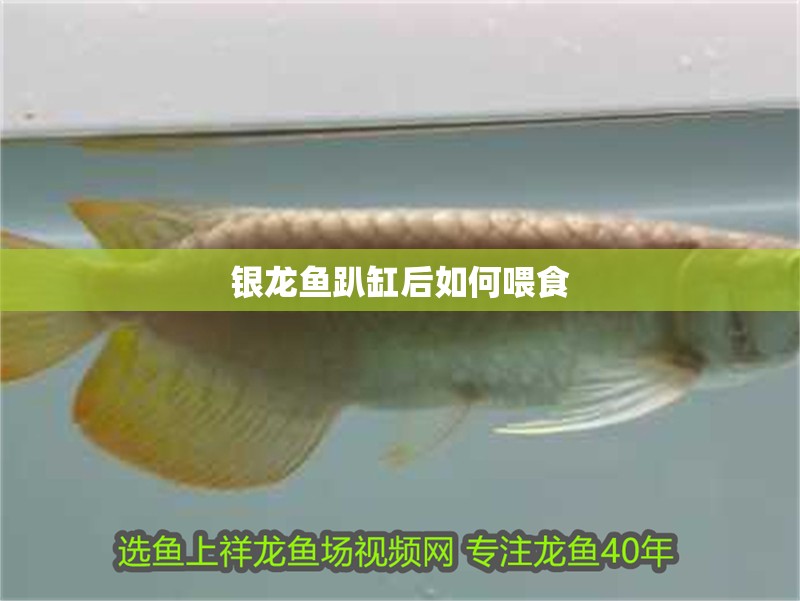 銀龍魚趴缸后如何喂食
