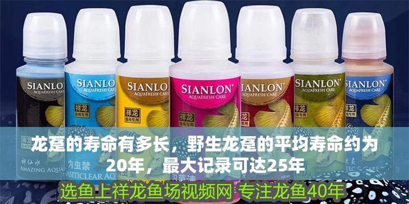 魚缸過濾器選購指南:自制魚缸過濾器魚缸上置過濾器對于養魚愛好者的必備知識 龍躉的壽命有多長,野生龍躉的平均壽命約為20年,最大記錄可達25年 龍魚百科 龍躉的壽命有多長,野生龍躉的平均壽命約為20年,最大記錄可達25年 龍躉的壽命有多長,野生龍躉的平均壽命約為20年,最大記錄可達25年 龍魚百科