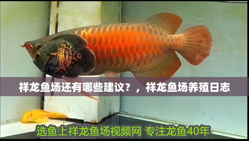 祥龍魚場還有哪些建議？，祥龍魚場養殖日志 祥龍魚場還有哪些建議？，祥龍魚場養殖日志 龍魚百科