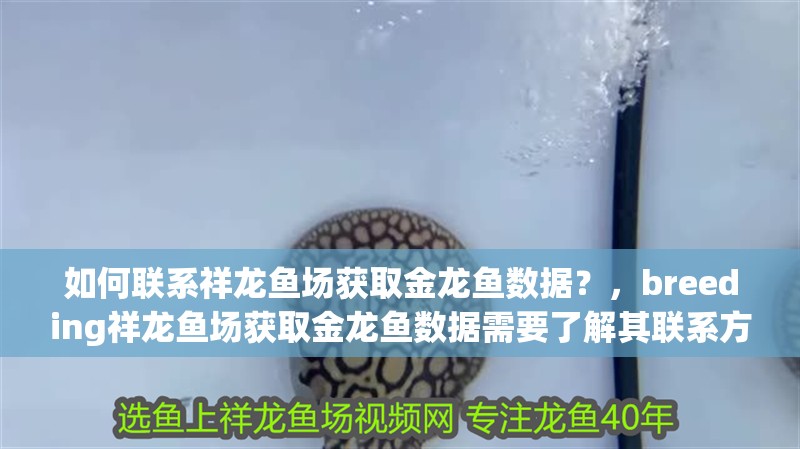如何聯系祥龍魚場獲取金龍魚數據？，breeding祥龍魚場獲取金龍魚數據需要了解其聯系方式 如何聯系祥龍魚場獲取金龍魚數據？，breeding祥龍魚場獲取金龍魚數據需要了解其聯系方式 龍魚百科