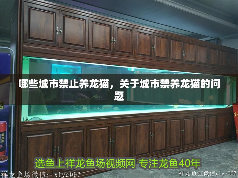 魚缸造景先放沙還是先放水(魚缸造景先鋪沙還是先放石頭) 哪些城市禁止養(yǎng)龍貓,關于城市禁養(yǎng)龍貓的問題 龍魚百科 哪些城市禁止養(yǎng)龍貓,關于城市禁養(yǎng)龍貓的問題 哪些城市禁止養(yǎng)龍貓,關于城市禁養(yǎng)龍貓的問題 龍魚百科