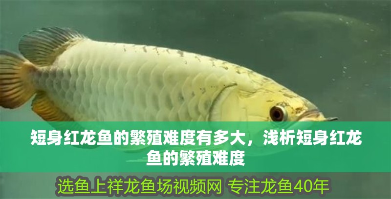 魚缸過濾器選購指南:自制魚缸過濾器魚缸上置過濾器對于養魚愛好者的必備知識 短身紅龍魚的繁殖難度有多大,淺析短身紅龍魚的繁殖難度 龍魚百科 短身紅龍魚的繁殖難度有多大,淺析短身紅龍魚的繁殖難度 短身紅龍魚的繁殖難度有多大,淺析短身紅龍魚的繁殖難度 龍魚百科