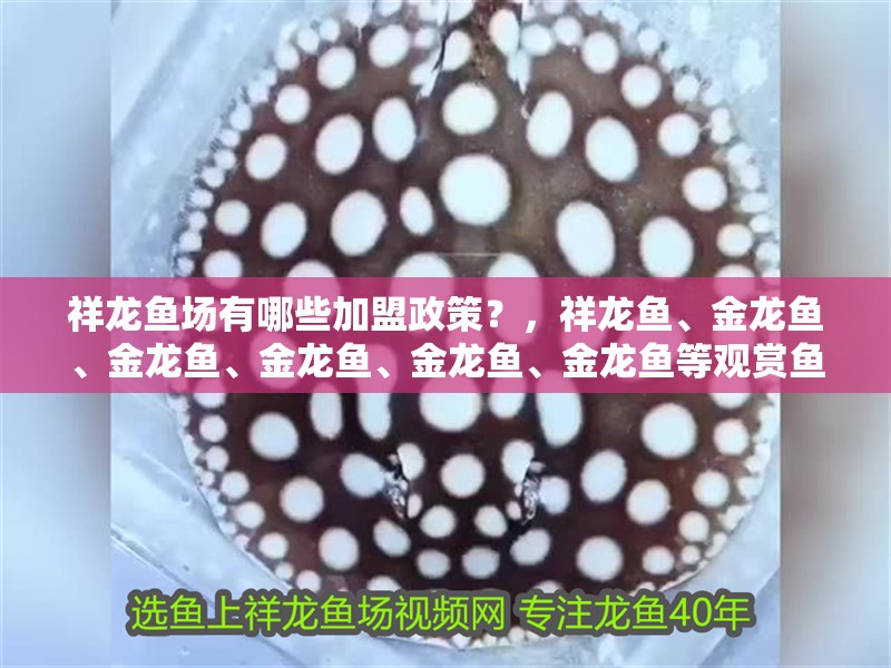 祥龍魚場(chǎng)有哪些加盟政策？，祥龍魚、金龍魚、金龍魚、金龍魚、金龍魚、金龍魚等觀賞魚養(yǎng)殖 祥龍魚場(chǎng)有哪些加盟政策？，祥龍魚、金龍魚、金龍魚、金龍魚、金龍魚、金龍魚等觀賞魚養(yǎng)殖 龍魚百科