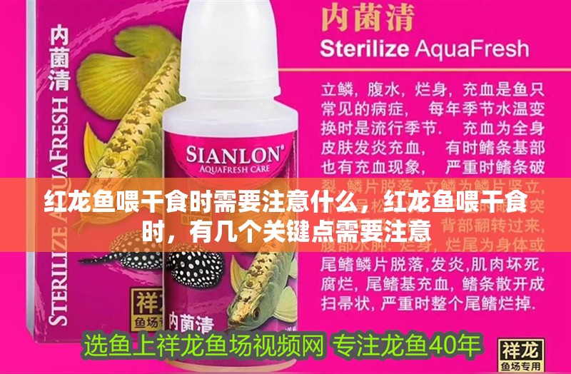 龍魚干蝦有營養嗎 紅龍魚喂干食時需要注意什么,紅龍魚喂干食時,有幾個關鍵點需要注意 龍魚百科 紅龍魚喂干食時需要注意什么,紅龍魚喂干食時,有幾個關鍵點需要注意 紅龍魚喂干食時需要注意什么,紅龍魚喂干食時,有幾個關鍵點需要注意 龍魚百科