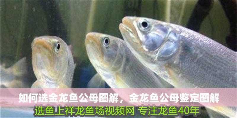 如何選金龍魚公母圖解，金龍魚公母鑒定圖解