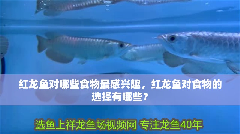紅龍魚(yú)對(duì)哪些食物最感興趣，紅龍魚(yú)對(duì)食物的選擇有哪些？ 紅龍魚(yú)對(duì)哪些食物最感興趣，紅龍魚(yú)對(duì)食物的選擇有哪些？ 龍魚(yú)百科