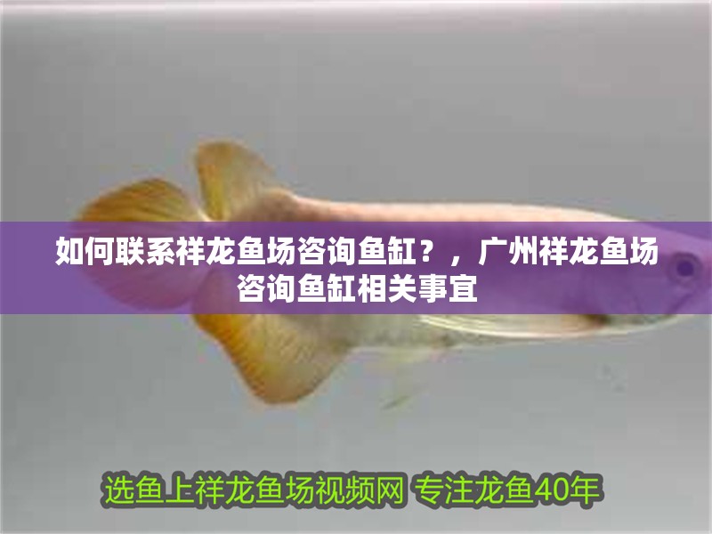 如何聯系祥龍魚場咨詢魚缸？，廣州祥龍魚場咨詢魚缸相關事宜 如何聯系祥龍魚場咨詢魚缸？，廣州祥龍魚場咨詢魚缸相關事宜 龍魚百科