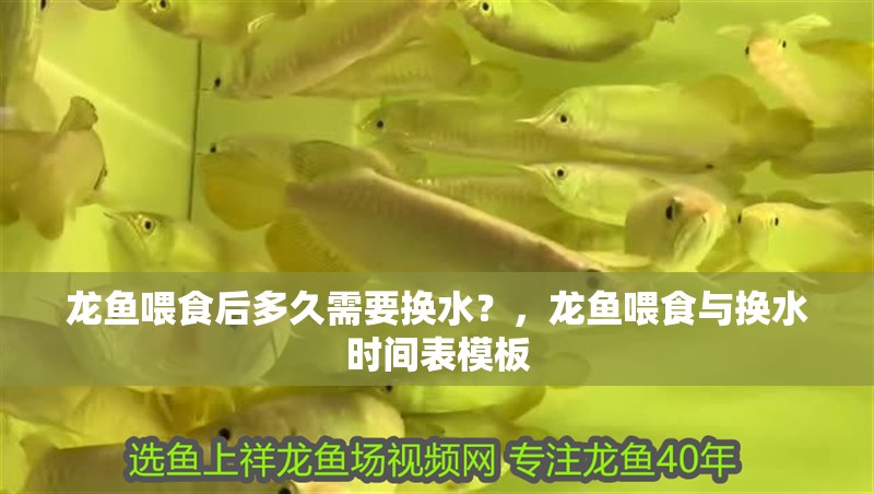 龍魚喂食后多久需要換水？，龍魚喂食與換水時間表模板 龍魚喂食后多久需要換水？，龍魚喂食與換水時間表模板 龍魚百科