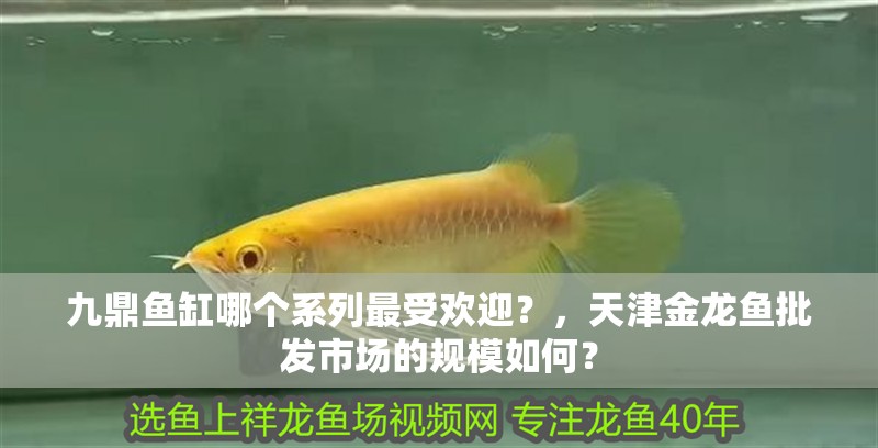 九鼎魚缸哪個系列最受歡迎？，<strong><mark>天津</mark></strong>金龍魚批發市場的規模如何？