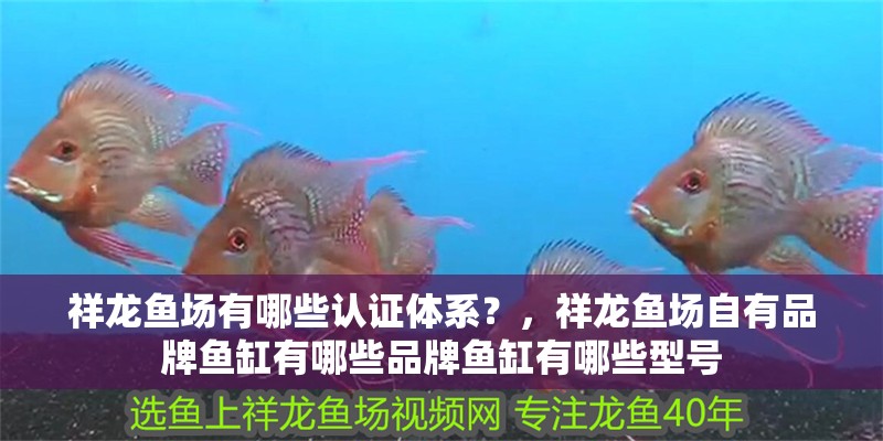 祥龍魚(yú)場(chǎng)有哪些認(rèn)證體系？，祥龍魚(yú)場(chǎng)自有品牌魚(yú)缸有哪些品牌魚(yú)缸有哪些型號(hào) 祥龍魚(yú)場(chǎng)有哪些認(rèn)證體系？，祥龍魚(yú)場(chǎng)自有品牌魚(yú)缸有哪些品牌魚(yú)缸有哪些型號(hào) 龍魚(yú)百科