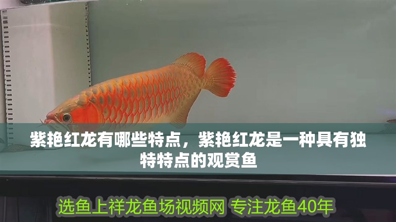 魚缸用增氧泵價格是多少:魚缸增氧機-xtrac增氧機-xtrac增氧機 紫艷紅龍有哪些特點,紫艷紅龍是一種具有獨特特點的觀賞魚 龍魚百科 紫艷紅龍有哪些特點,紫艷紅龍是一種具有獨特特點的觀賞魚 紫艷紅龍有哪些特點,紫艷紅龍是一種具有獨特特點的觀賞魚 龍魚百科