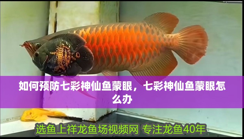 龍魚干蝦有營養嗎 如何預防七彩神仙魚蒙眼,七彩神仙魚蒙眼怎么辦 龍魚百科 如何預防七彩神仙魚蒙眼,七彩神仙魚蒙眼怎么辦 如何預防七彩神仙魚蒙眼,七彩神仙魚蒙眼怎么辦 龍魚百科