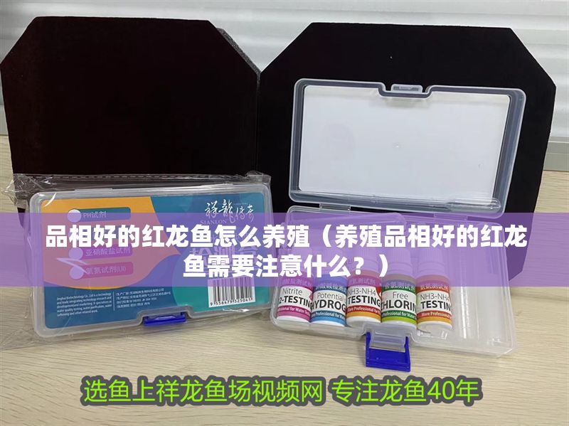 品相好的紅龍魚(yú)怎么養(yǎng)殖（養(yǎng)殖品相好的紅龍魚(yú)需要注意什么？）