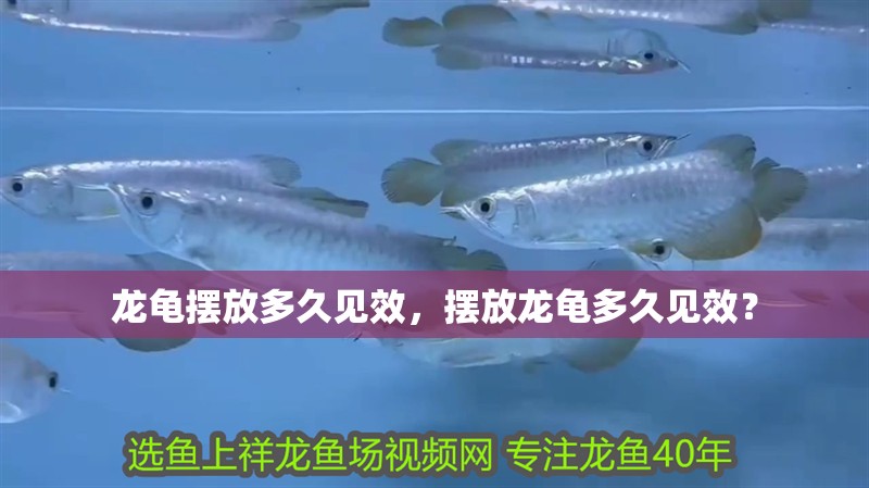 龍龜擺放多久見效，擺放龍龜多久見效？ 龍龜擺放多久見效，擺放龍龜多久見效？ 龍魚百科