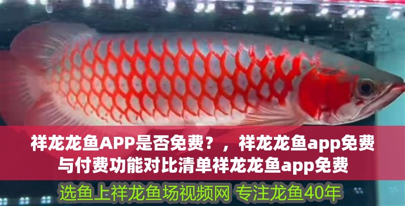 祥龍龍魚APP是否免費？，祥龍龍魚app免費與付費功能對比清單祥龍龍魚app免費 祥龍龍魚APP是否免費？，祥龍龍魚app免費與付費功能對比清單祥龍龍魚app免費 龍魚百科