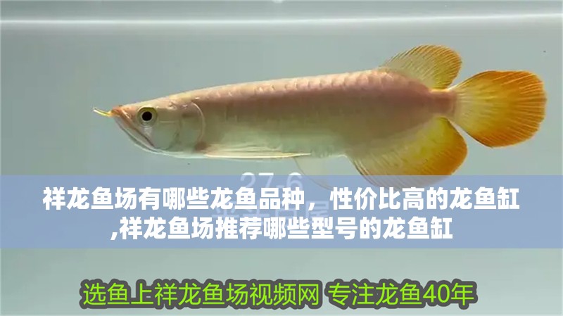祥龍魚場有哪些龍魚品種，性價比高的龍魚缸,祥龍魚場推薦哪些型號的龍魚缸 祥龍魚場有哪些龍魚品種，性價比高的龍魚缸,祥龍魚場推薦哪些型號的龍魚缸 龍魚百科