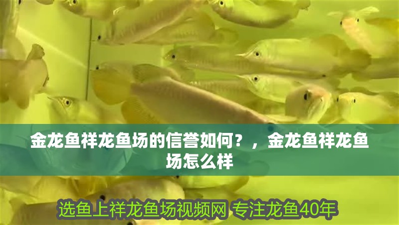 魚缸用增氧泵價格是多少:魚缸增氧機-xtrac增氧機-xtrac增氧機 金龍魚祥龍魚場的信譽如何?,金龍魚祥龍魚場怎么樣 龍魚百科 金龍魚祥龍魚場的信譽如何?,金龍魚祥龍魚場怎么樣 金龍魚祥龍魚場的信譽如何?,金龍魚祥龍魚場怎么樣 龍魚百科