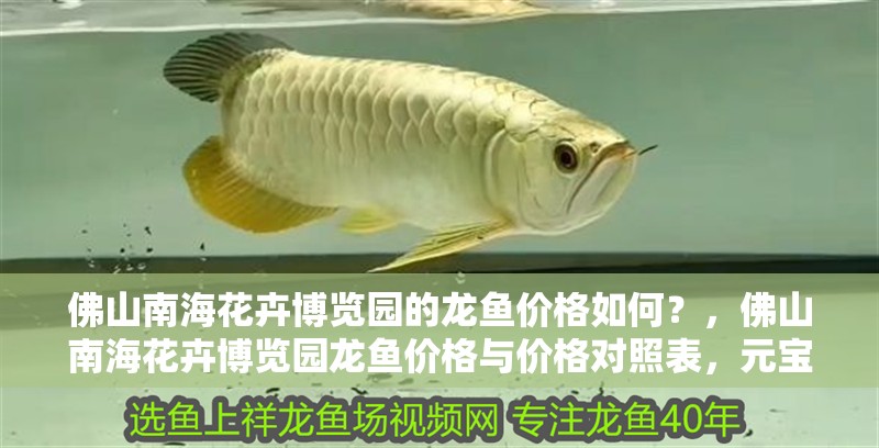 佛山南海花卉博覽園的龍魚價(jià)格如何？，佛山南海花卉博覽園龍魚價(jià)格與價(jià)格對(duì)照表，元寶鳳凰魚如何繁殖 佛山南海花卉博覽園的龍魚價(jià)格如何？，佛山南海花卉博覽園龍魚價(jià)格與價(jià)格對(duì)照表，元寶鳳凰魚如何繁殖 龍魚百科