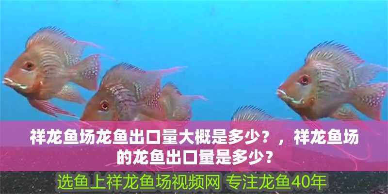 祥龍魚場龍魚出口量大概是多少？，祥龍魚場的龍魚出口量是多少？ 祥龍魚場龍魚出口量大概是多少？，祥龍魚場的龍魚出口量是多少？ 龍魚百科