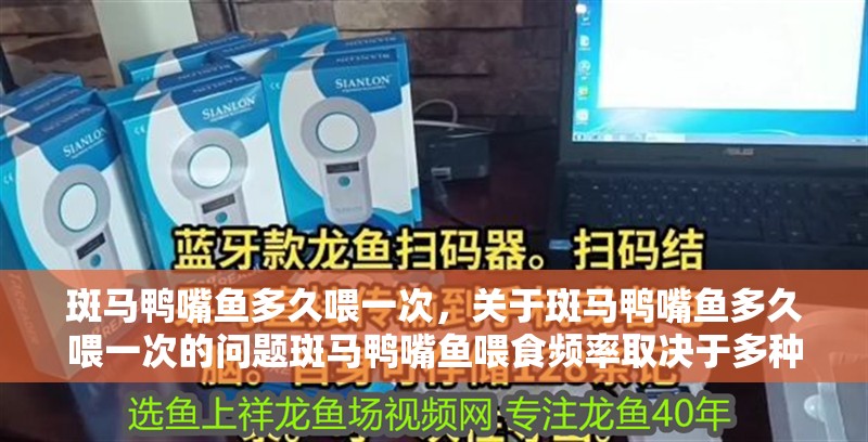 斑馬鴨嘴魚多久喂一次，關于斑馬鴨嘴魚多久喂一次的問題斑馬鴨嘴魚喂食頻率取決于多種因素 斑馬鴨嘴魚多久喂一次，關于斑馬鴨嘴魚多久喂一次的問題斑馬鴨嘴魚喂食頻率取決于多種因素 龍魚百科