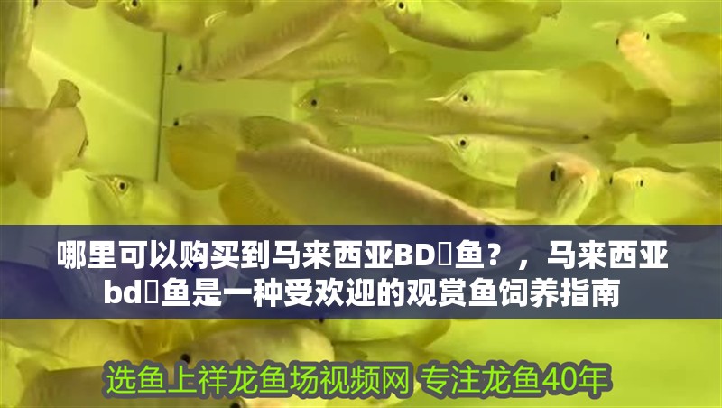 哪里可以購買到馬來西亞BD魟魚？，馬來西亞bd魟魚是一種受歡迎的觀賞魚飼養指南 哪里可以購買到馬來西亞BD魟魚？，馬來西亞bd魟魚是一種受歡迎的觀賞魚飼養指南 龍魚百科