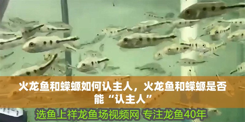 火龍魚和蠑螈如何認主人，火龍魚和蠑螈是否能“認主人” 火龍魚和蠑螈如何認主人，火龍魚和蠑螈是否能“認主人” 龍魚百科